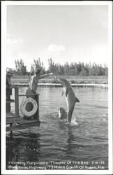 Feeding Porpoises, Theater of the Sea Postcard
