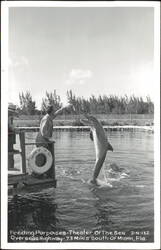 Feeding Porpoises, Theater of the Sea, Overseas Highway Postcard