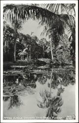 McKee Jungle Gardens Lily Pond and Stone Bridge Postcard