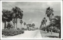 Palm Lined Causeway to Clearwater Beach Postcard