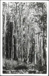 Aspen Forest Close to Turkey Run, Mt. Lemon Postcard