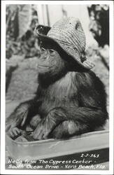 Chimpanzee in Straw Hat, The Cypress Center Postcard