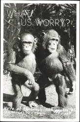 Two Chimpanzees, What! Us Worry? Stuckey's Postcard