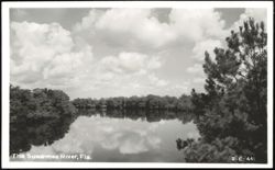 Suwannee River Scenic View with Cloud Reflections Postcard