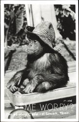 Chimpanzee in Straw Hat 'Me Worry?' Roy's Cafe Postcard