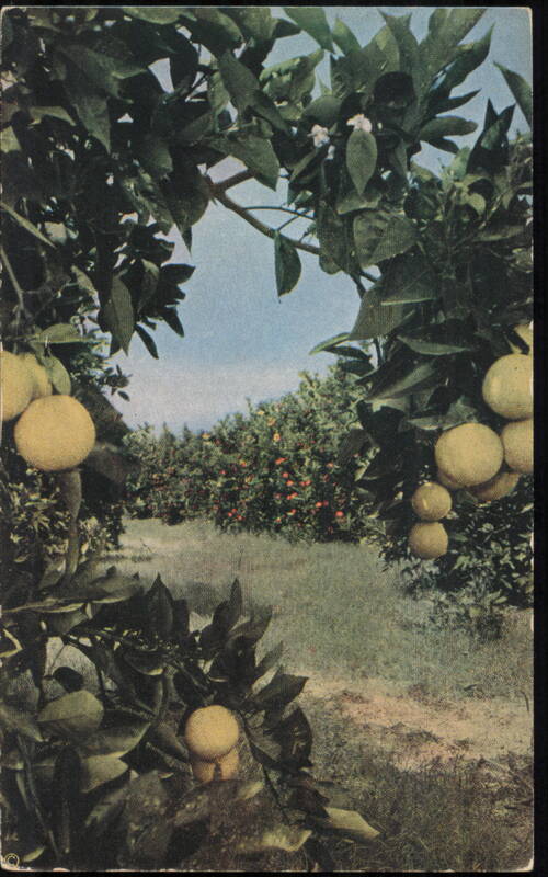 Grapefruit and Oranges in a Florida Citrus Grove Tampa