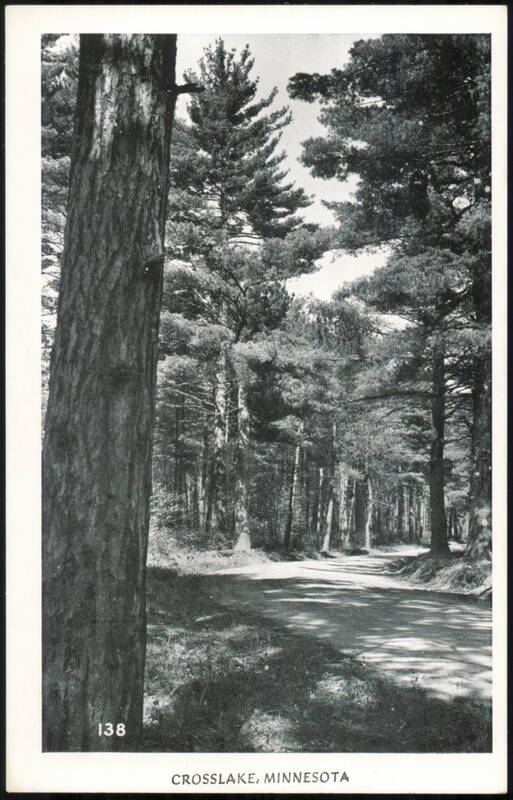 Scenic Road Through Pine Forest