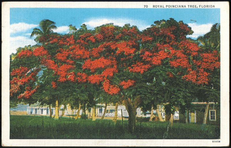 Royal Poinciana Tree, Florida