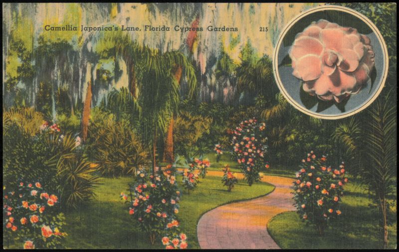 Camellia Japonica's Lane, Florida Cypress Gardens Winter Haven