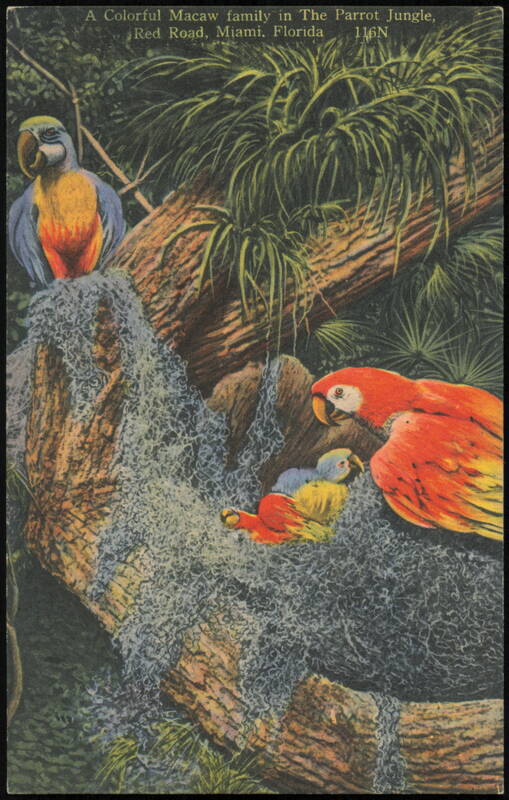 Colorful Macaw Family in The Parrot Jungle Miami Florida