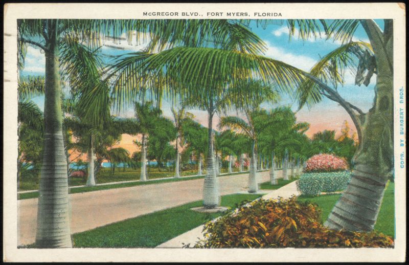 Royal Palms Lining McGregor Boulevard Fort Myers Florida