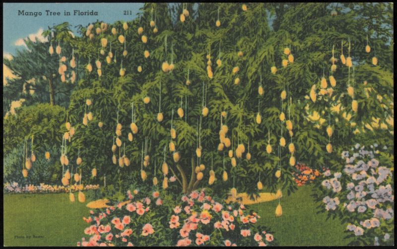 Mango Tree in Florida Romer Fruit