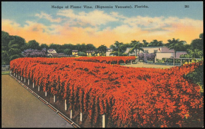 Hedge of Flame Vine (Bignonia Venusta) in Florida