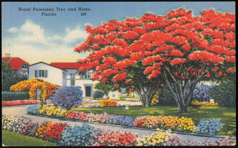Royal Poinciana Tree and Home in Florida