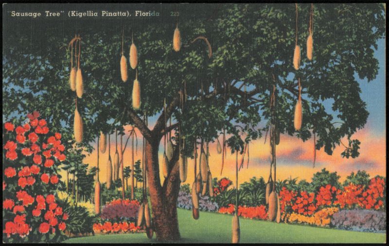 Sausage Tree, Kigellia Pinatta, Florida