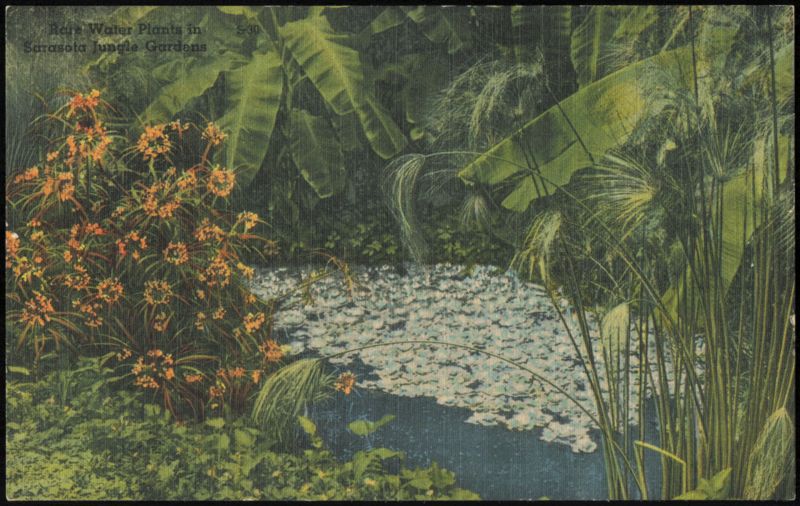 Rare Water Plants in Sarasota Jungle Gardens