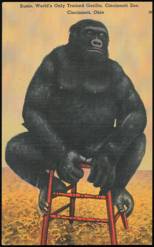Susie, World's Only Trained Gorilla, Cincinnati Zoo Ohio