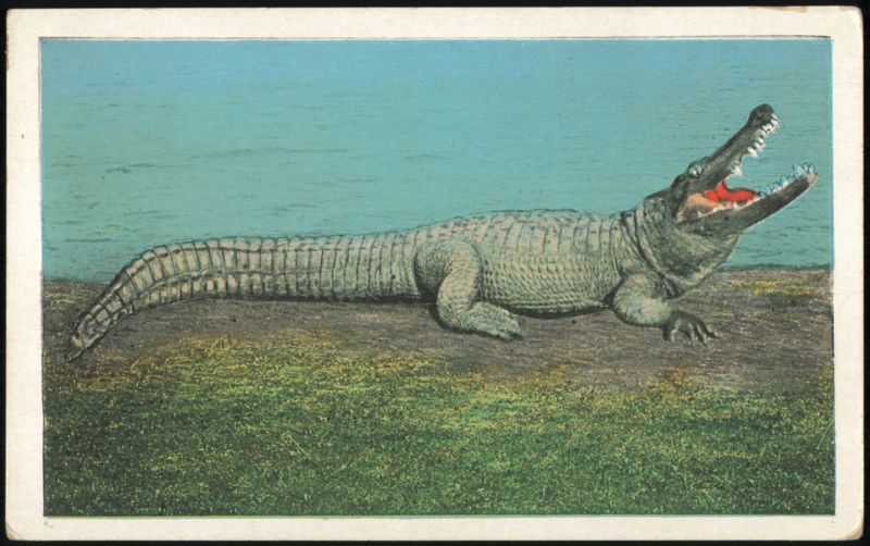 Big Joe, Largest Live Alligator at Osky's Alligator Store Jacksonville Florida