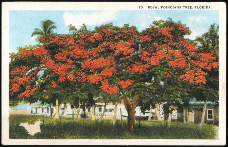 Royal Poinciana Tree in Bloom, Florida
