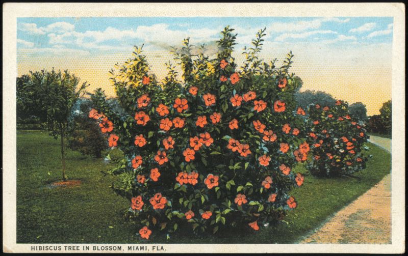 Hibiscus Tree in Blossom, Miami, Florida