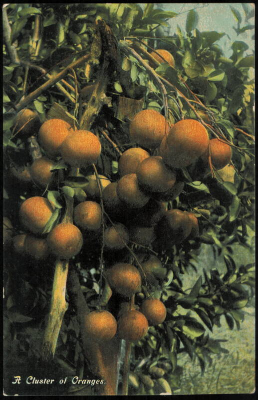 A Cluster of Oranges on the Tree Fruit