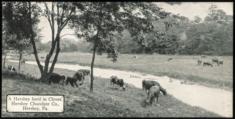 Hershey Herd in Clover, Hershey Chocolate Co. Pennsylvania