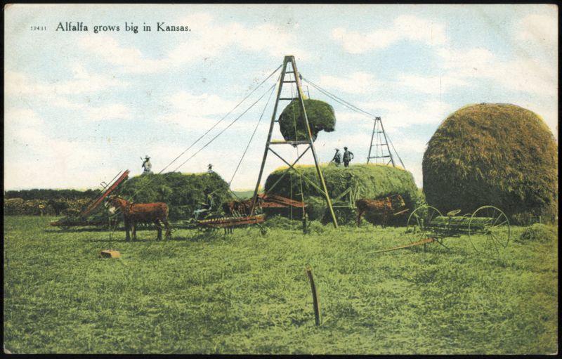 Alfalfa Harvest with Horse-Drawn Equipment in Kansas
