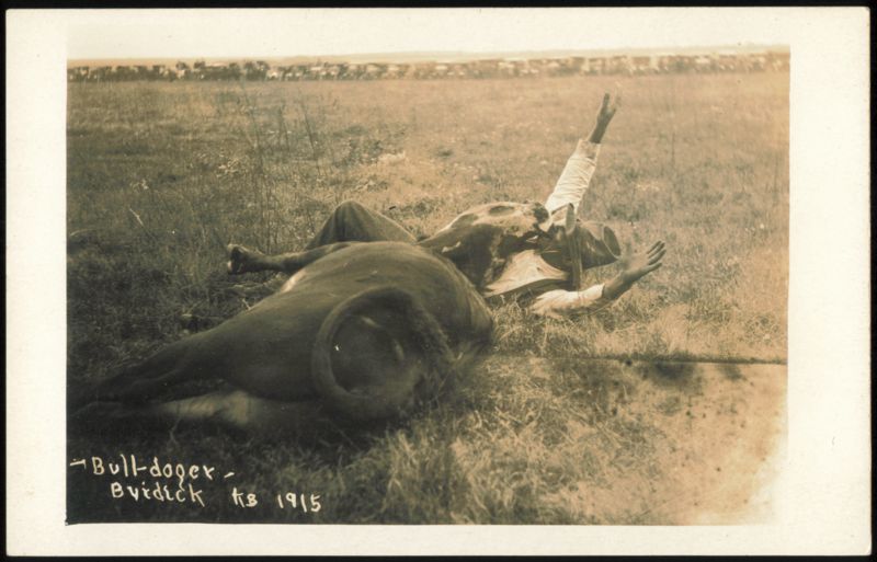 Bull-doger Cowboy in Action, Burdick, Kansas 1915 Rodeos