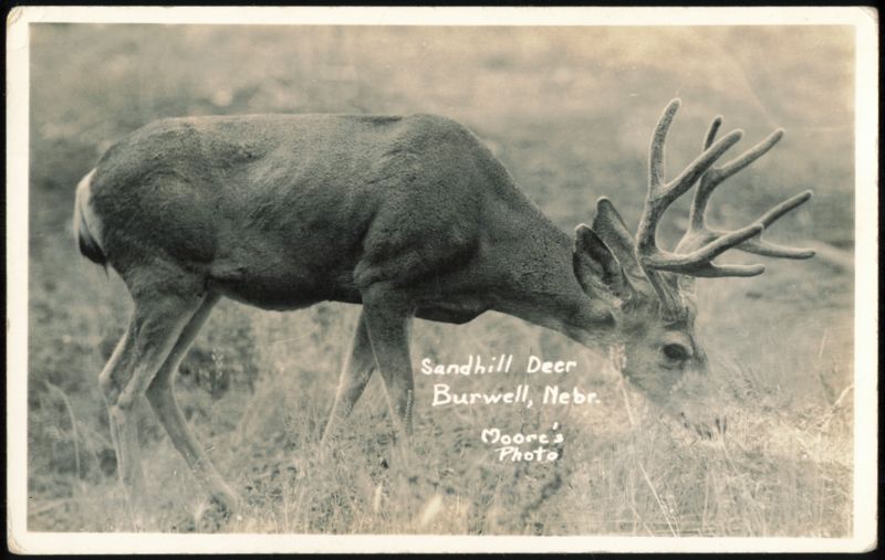 Sandhill Deer in Burwell, Nebraska