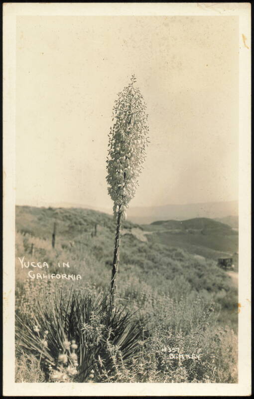 Yucca Plant in Bloom, California Landscape