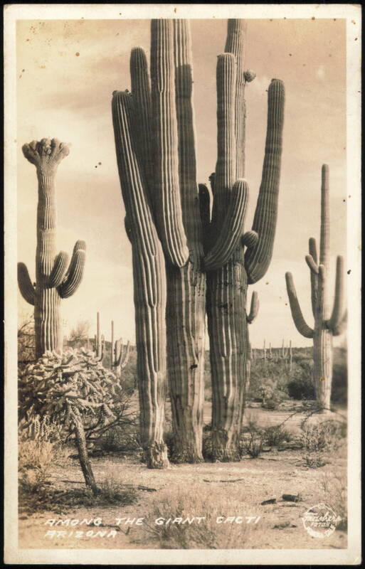 Among the Giant Cacti, Arizona Saguaro Desert Landscape