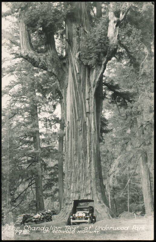 Chandelier Tree at Underwood Park, Redwood Highway