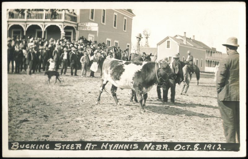 Bucking Steer at Hyannis, Nebraska, October 8, 1912
