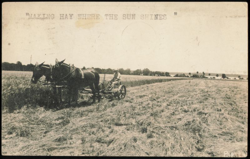 Natal Hay Land Co. Farming Scene, Making Hay Where Sun Shines