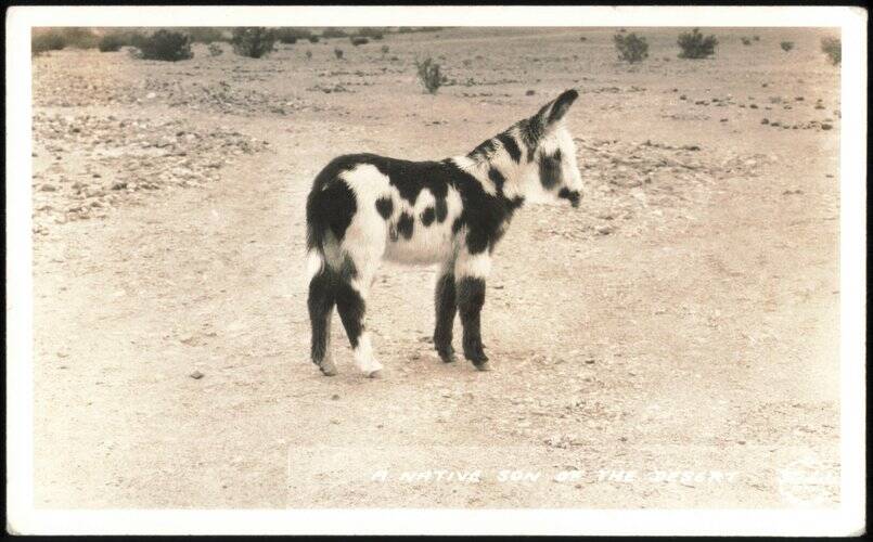A Native Son of the Desert, Spotted Donkey Donkeys