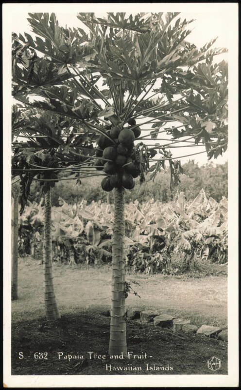 Papaya Tree and Fruit in the Hawaiian Islands