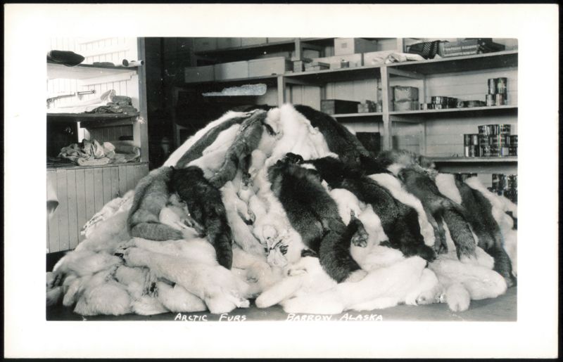 Arctic Furs, Barrow, Alaska Occupational