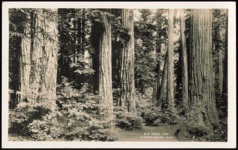 Big Tree Inn, La Honda Canyon, California