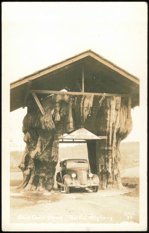 Giant Cedar Stump, Pacific Highway, Arlington, Washington