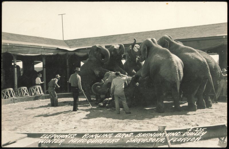 Elephants at Ringling Bros. Barnum and Bailey Headquarters Sarasota Florida