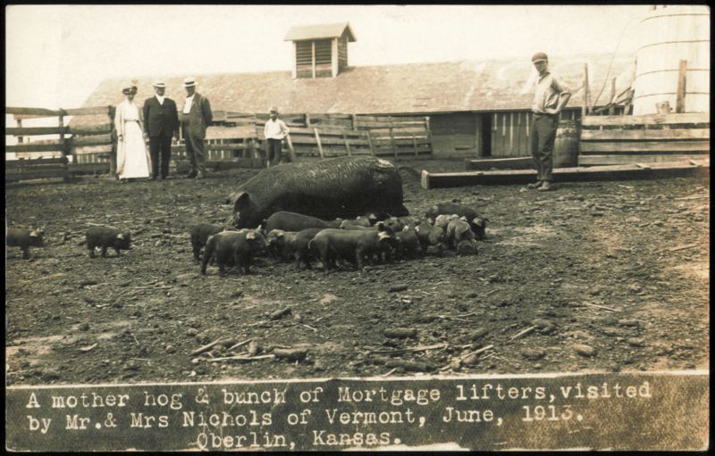 Mother Hog and Piglets, Oberlin, Kansas, June 1913