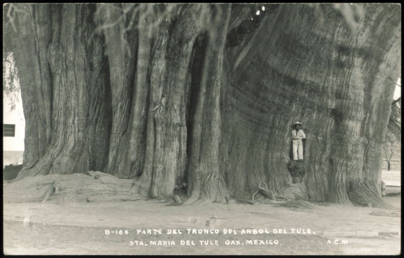 Arbol del Tule Trunk, Santa Maria del Tule, Oaxaca, Mexico