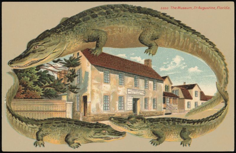 Alligator Border S550 Vedder Museum Postcard