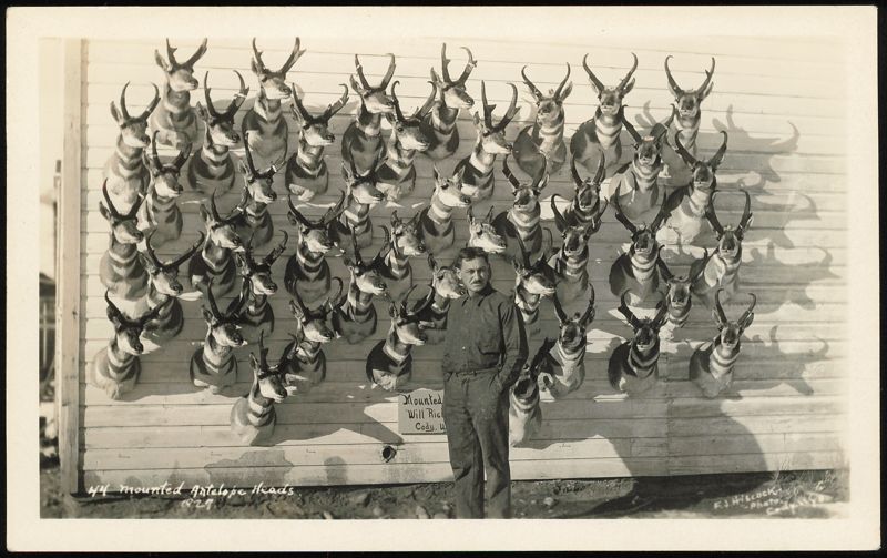 44 Mounted Antelope Heads, Cody, Wyoming Hunting