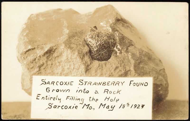 Sarcoxie Strawberry Grown into a Rock, May 15, 1927 Missouri