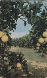Grapefruit and Oranges in a Florida Citrus Grove Postcard