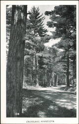 Scenic Road Through Pine Forest Postcard