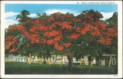 Royal Poinciana Tree, Florida Postcard