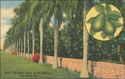 Avocado Grove in the Redlands, Homestead, Florida Postcard