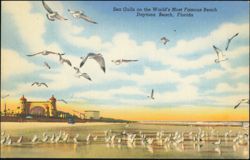 Sea Gulls on the World's Most Famous Beach Postcard